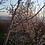 Mai_Abboud